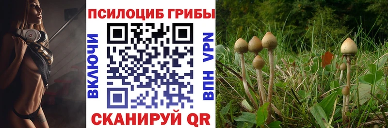 цены   Лихославль  Псилоцибиновые грибы Psilocybe 